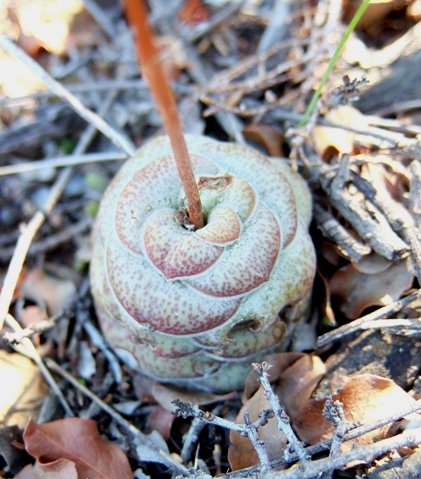 Crassula hemisphaerica or miskoekie