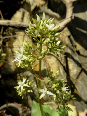 Crassula lactea buds