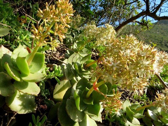 Crassula lactea 
