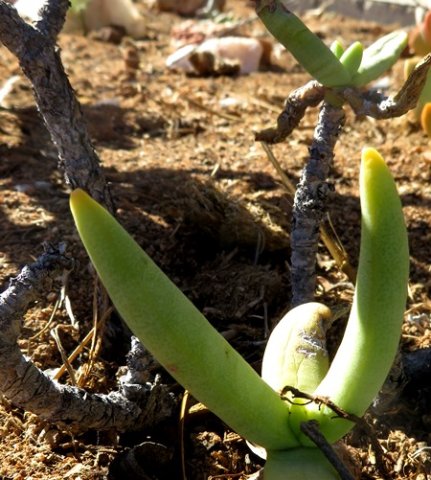 Crassula macowaniana stems