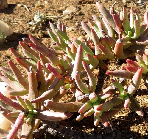 Crassula macowaniana