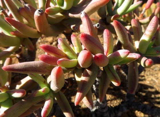 Crassula macowaniana leaves