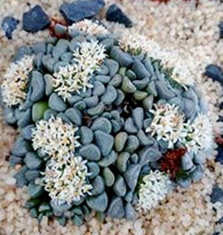 Crassula mesembrianthemopsis