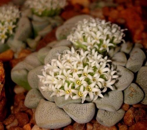 Crassula mesembryanthemopsis flowers