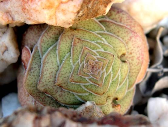 Crassula montana