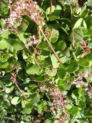 Crassula multicava