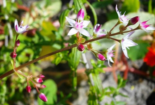 Crassula multicava flowers
