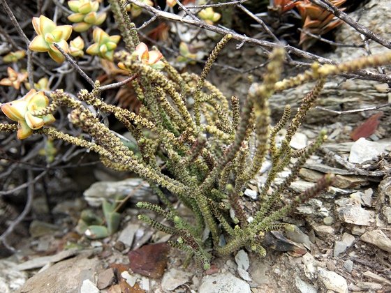 Crassula muscosa in yet other colours
