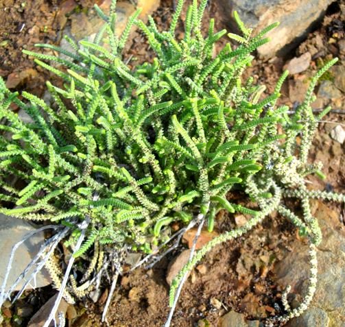 Crassula muscosa