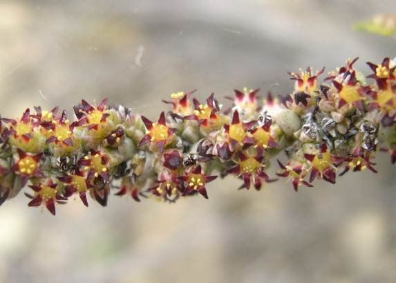 Crassula muscosa var. muscosa peak performance
