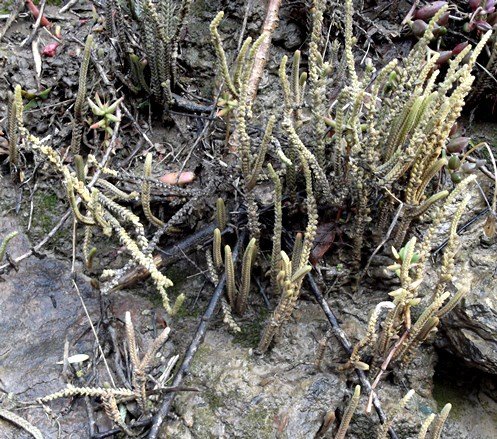 Crassula muscosa using an opportunity