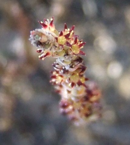 Crassula muscosa var. muscosa flowers