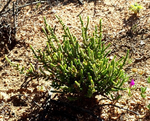 Crassula muscosa var. obtusifolia