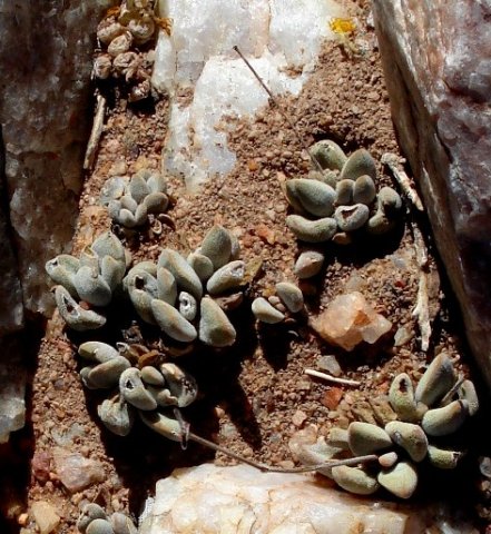 Crassula namaquensis subsp. namaquensis