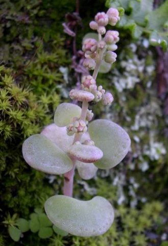 Crassula nemorosa
