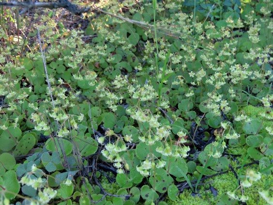 Crassula nemorosa making merry