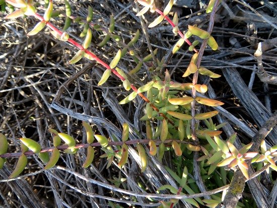 Crassula subaphylla var. subaphylla stems