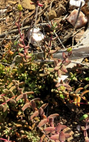 Crassula subaphylla var. subaphylla flowers starting