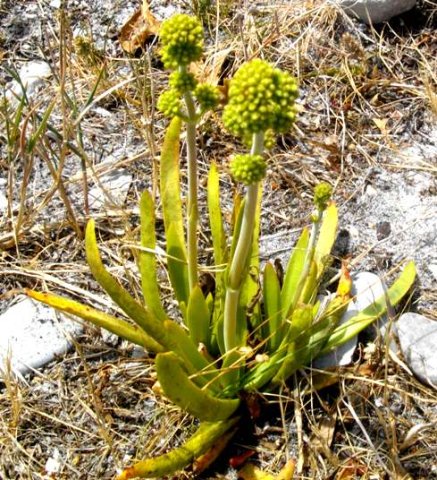 Crassula nudicaulis var. nudicaulis
