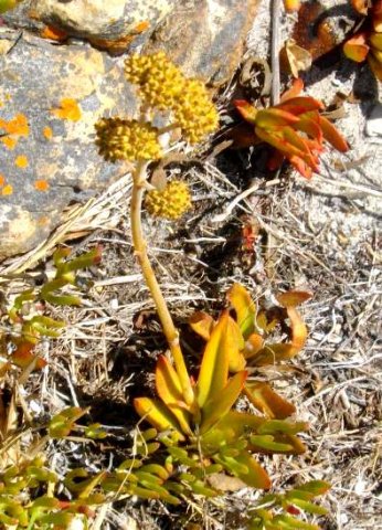 Crassula nudicaulis var. nudicaulis