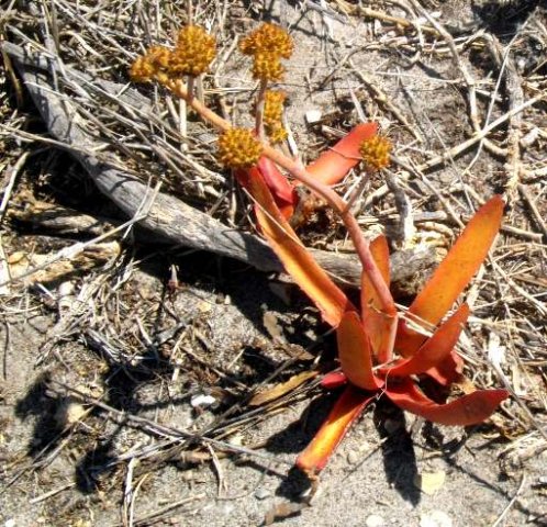 Crassula nudicaulis var. nudicaulis