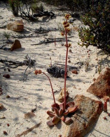 Crassula nudicaulis var. platyphylla at home
