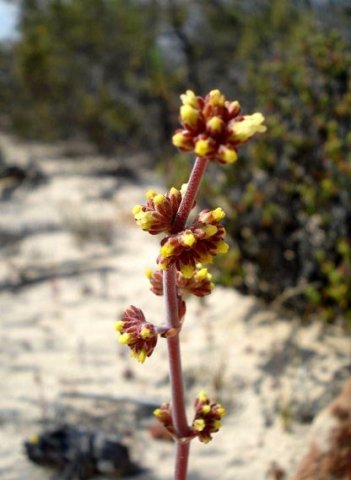 Crassula nudicaulis var. platyphylla inflorescence