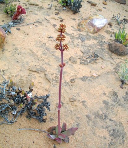 Crassula nudicaulis var. platyphylla