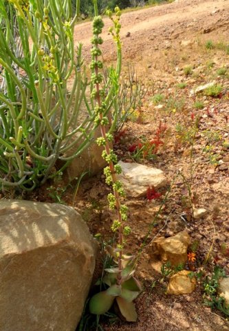 Crassula nudicaulis var. platyphylla tall inflorescence