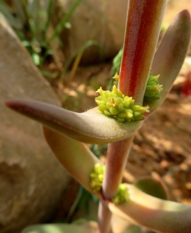 Crassula nudicaulis var. platyphylla big bracts, still small inflorescences