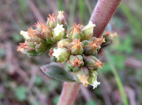 Crassula nudicaulis var. platyphylla flowerhead