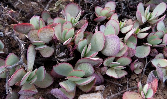 Crassula nudicaulis var. platyphylla clump of flattened rosettes