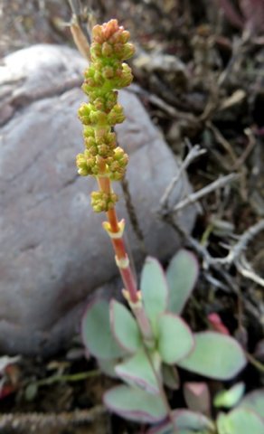Crassula nudicaulis var. platyphylla young inflorescence