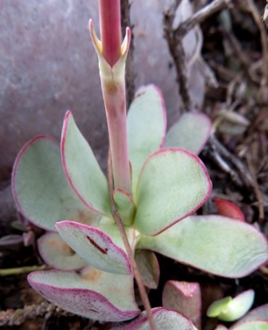 Crassula nudicaulis var. platyphylla stem-base