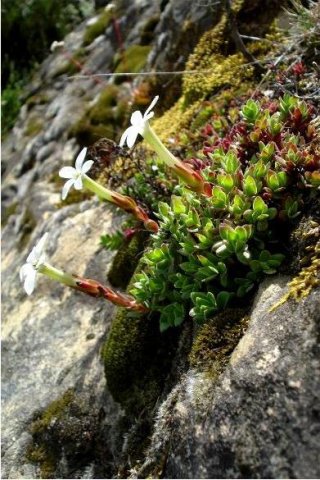 Crassula obtusa