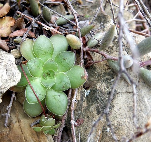 Crassula orbicularis spreading its fringed leaves