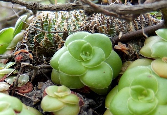 Crassula orbicularis, not all new rosettes thriving