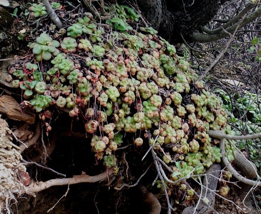 Crassula orbicularis living dangerously