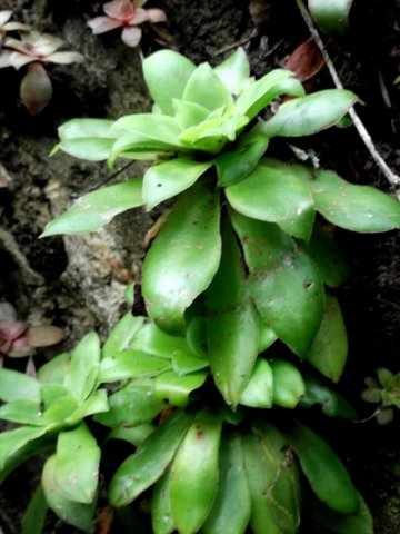 Crassula orbicularis leaves by the coast