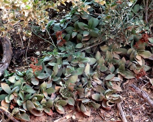 Crassula intermedia