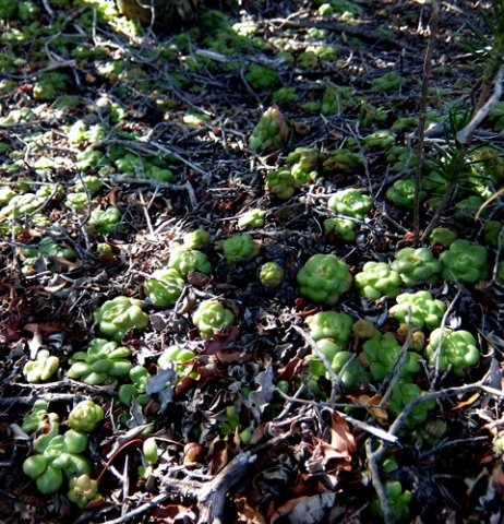 Crassula orbicularis seeking the shade