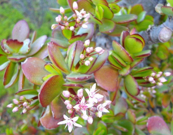 Crassula ovata leaves