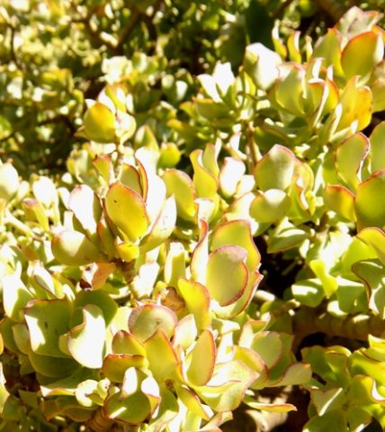 Crassula ovata cultivar 