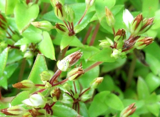 Crassula pellucida subsp. brachypetala