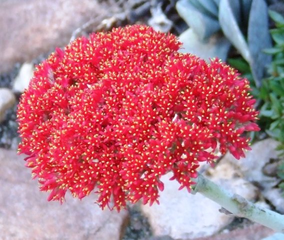 Crassula perfoliata var. falcata
