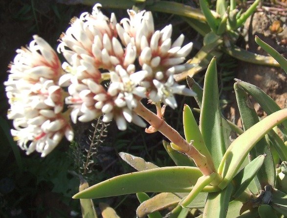 Crassula perfoliata var. heterotricha