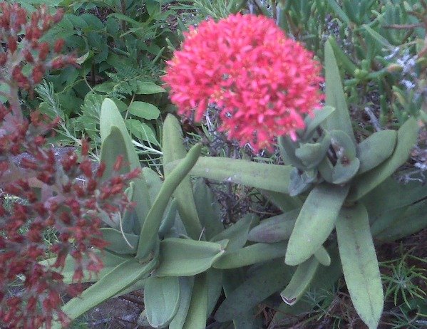 Crassula perfoliata var. coccinea