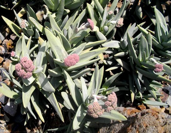 Crassula perfoliata var. minor in a faraway garden