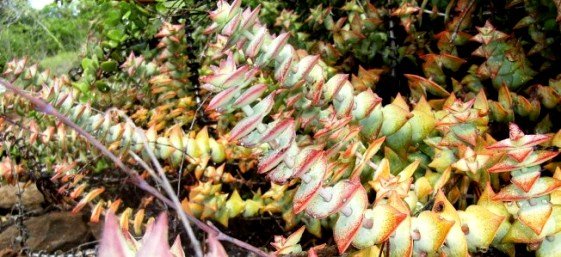 Crassula perforata in the Baviaanskloof