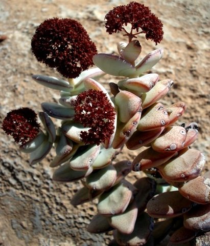 Crassula sladenii